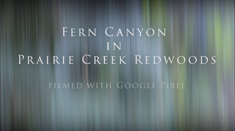 Fern Canyon- Prairie Creek